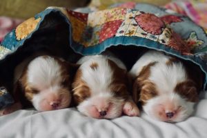 newborn cavalier king charles spaniel puppies