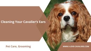 Cleaning Your Cavalier’s Ears