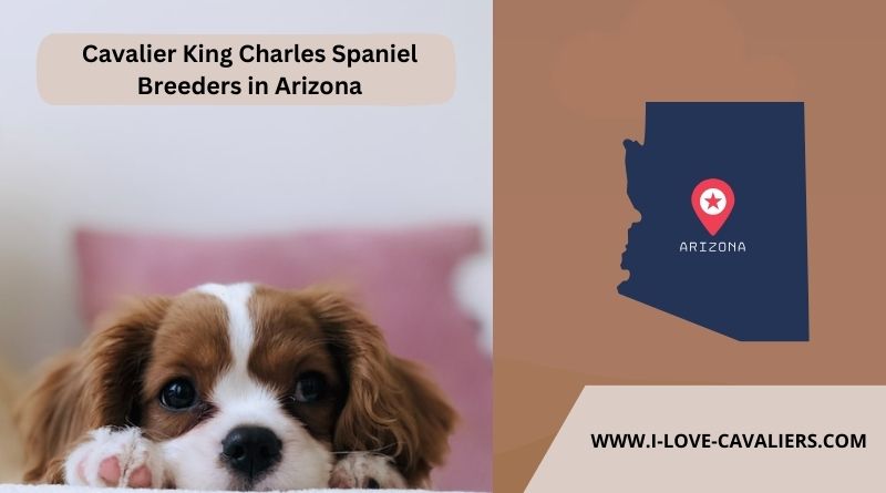 Cavalier King Charles Spaniel Breeders in Arizona