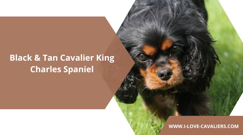 Black & Tan Cavalier King Charles Spaniel