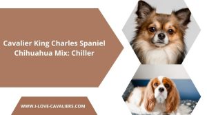 Cavalier King Charles Spaniel Chihuahua Mix Chiller