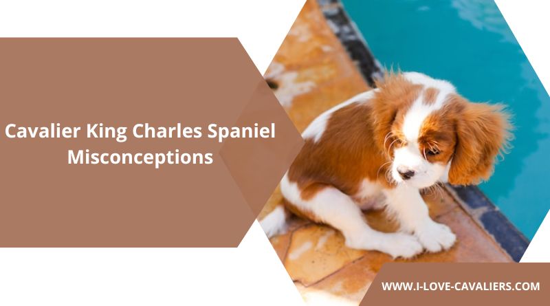 Cavalier King Charles Spaniel Misconceptions