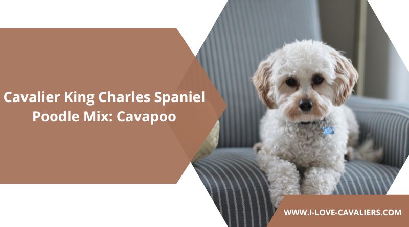 Cavalier King Charles Spaniel Poodle Mix Cavapoo