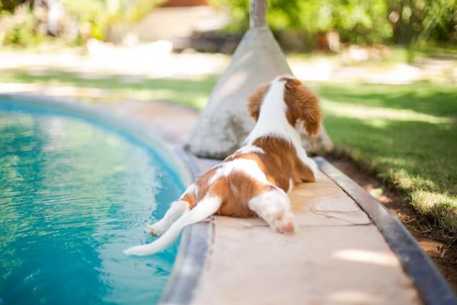 Cavalier King Charles Spaniel rests near the pool