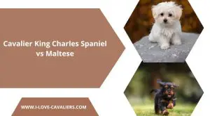 Cavalier King Charles Spaniel vs Maltese