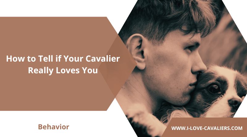 How to Tell if Your Cavalier Loves You