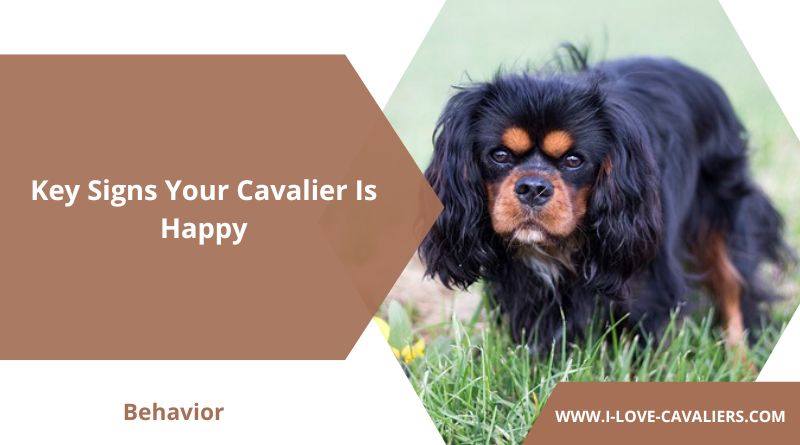 Key Signs Your Cavalier Is Happy