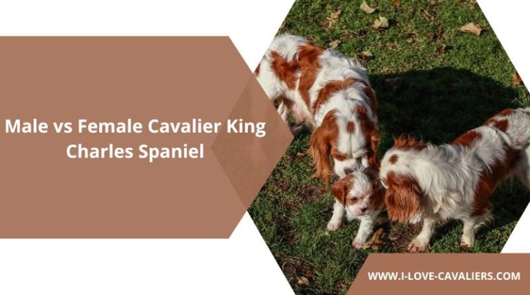 Male Vs Female Cavalier King Charles Spaniel