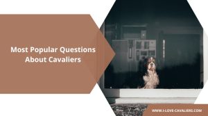 Most Popular Questions About Cavaliers