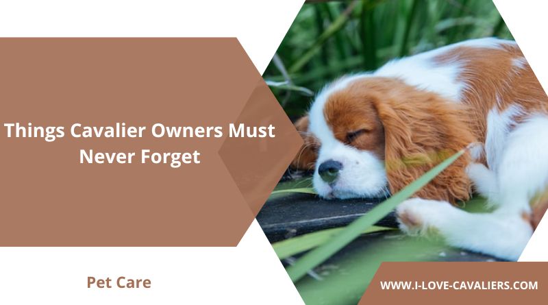 Things Cavalier Owners Must Never Forget