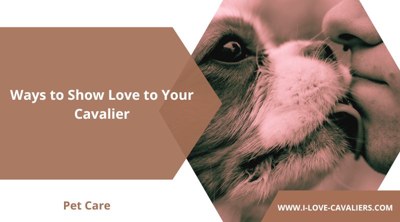 Ways to Show Love to Your Cavalier