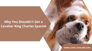 Why You Shouldn't Get a Cavalier King Charles Spaniel