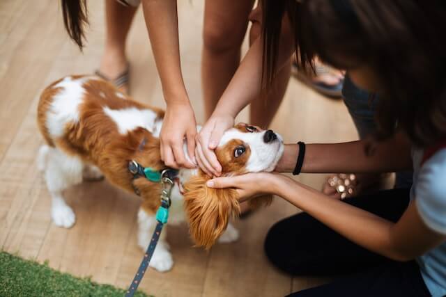 a group of people petting cavalier