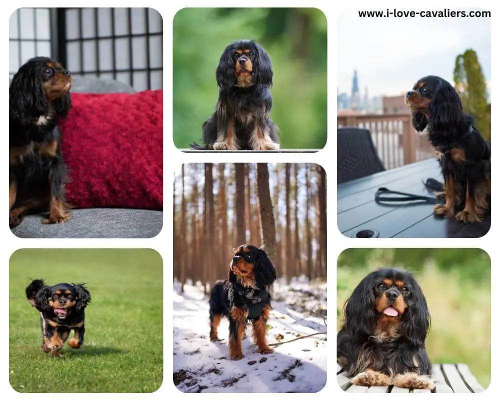 black and tan cavalier collage photos