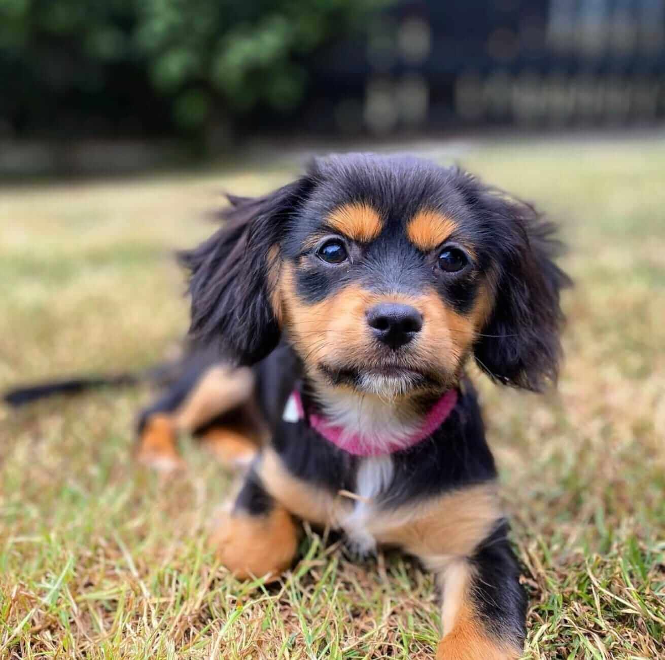 Cavalier Chihuahua Mix Chilier Cavalier Chihuahua Mix Chilier
