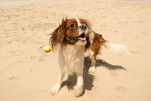 cavalier playing on the beach