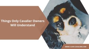 17 Things Only Cavalier Owners Will Understand