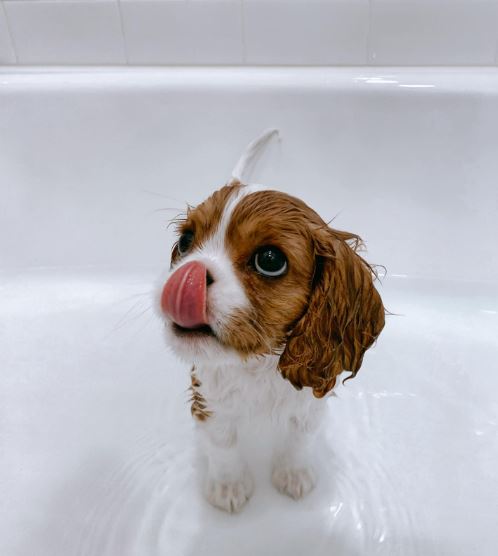 Adorable cavalier puppy after bath