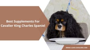 Best Supplements For Cavalier King Charles Spaniel