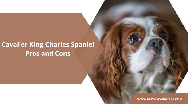 Cavalier King Charles Spaniel Pros and Cons