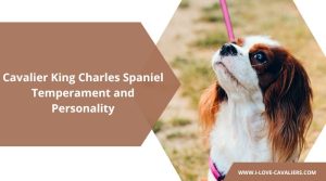 Cavalier King Charles Spaniel Temperament and Personality