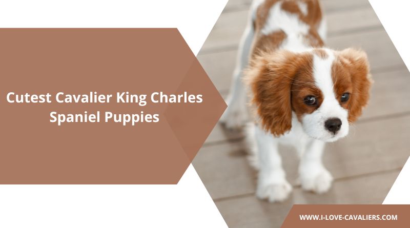 Cutest Cavalier King Charles Spaniel Puppies
