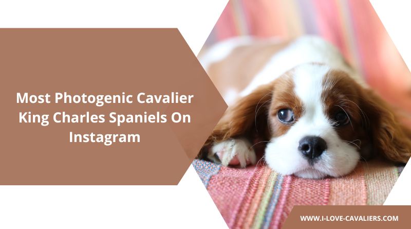 Most Photogenic Cavalier King Charles Spaniels On Instagram