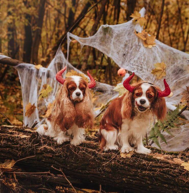 Two dressed cavaliers