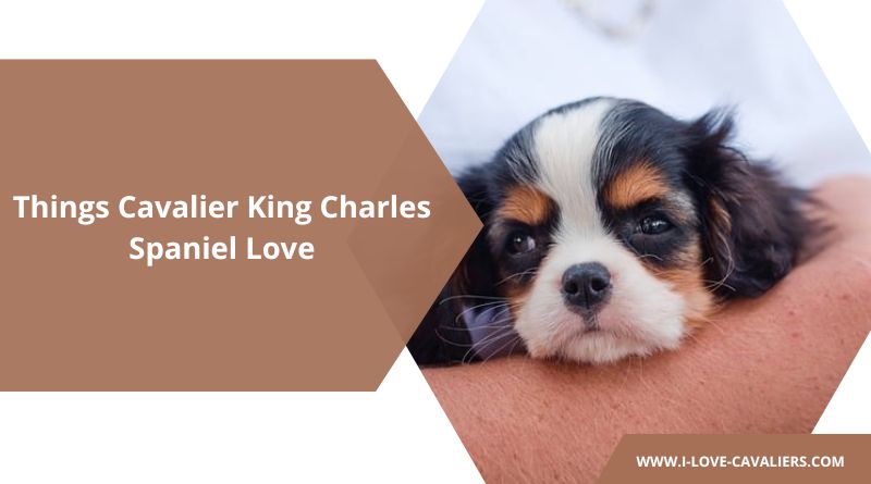 Things Cavalier King Charles Spaniel Love