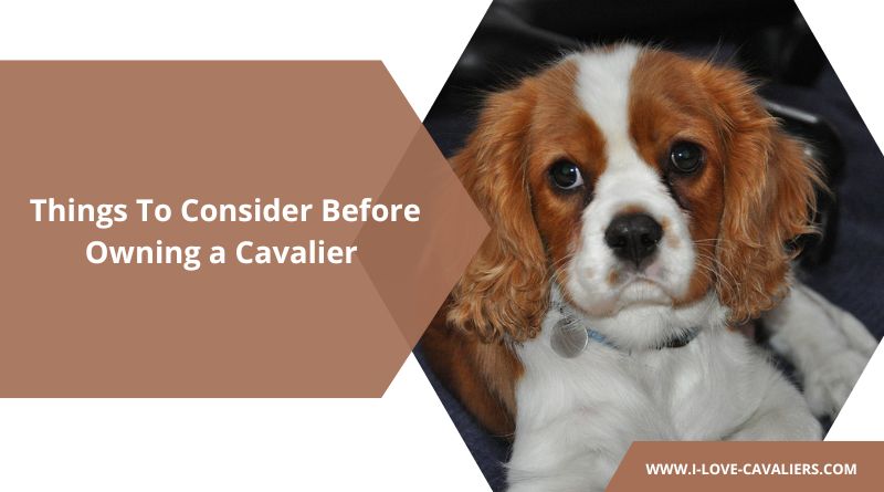 Things To Consider Before Owning a Cavalier