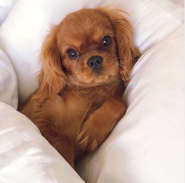 adorable ruby cavalier resting in bed