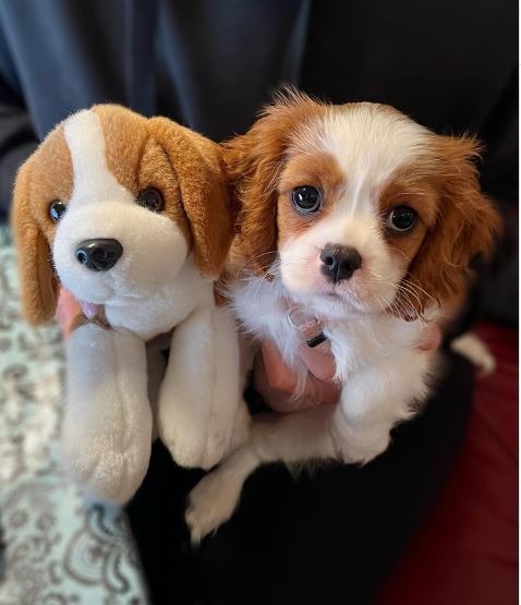 cavalier puppy with flush toy cavalier