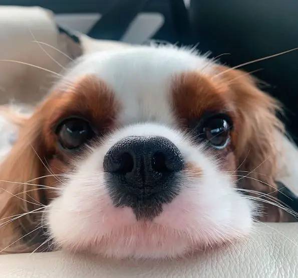 close up photo of a cute cavalier puppy
