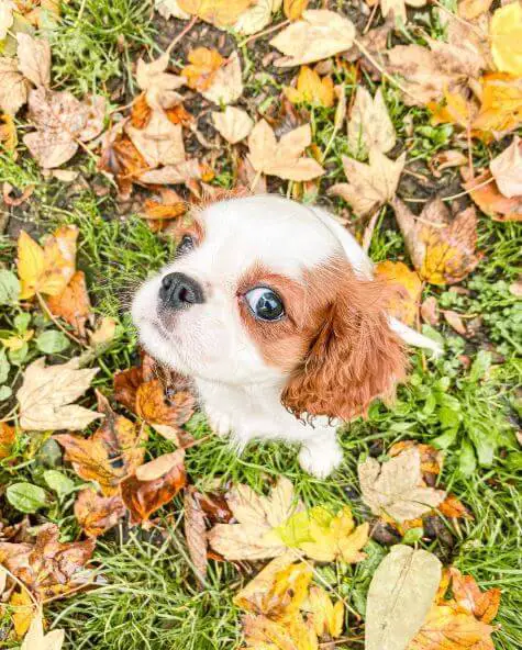 cute cavalier outdoors giving special look