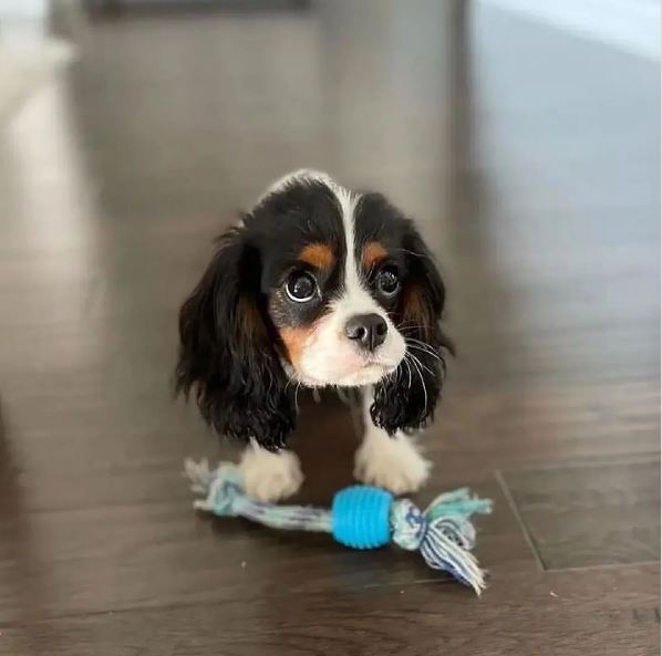 cute tricolor cavalier playing with toy