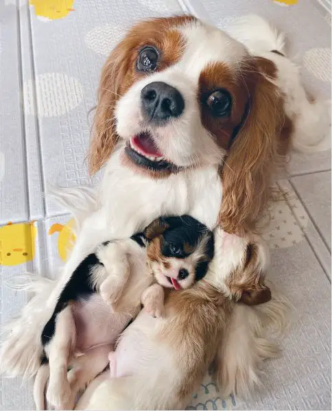 cute father and baby cavaliers