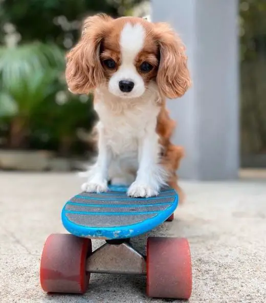 lovely cavalier on skateboard