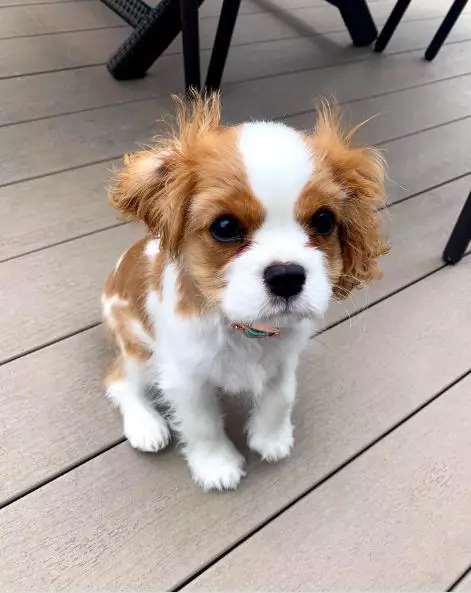 tiny cute blenheim Cavalier puppy