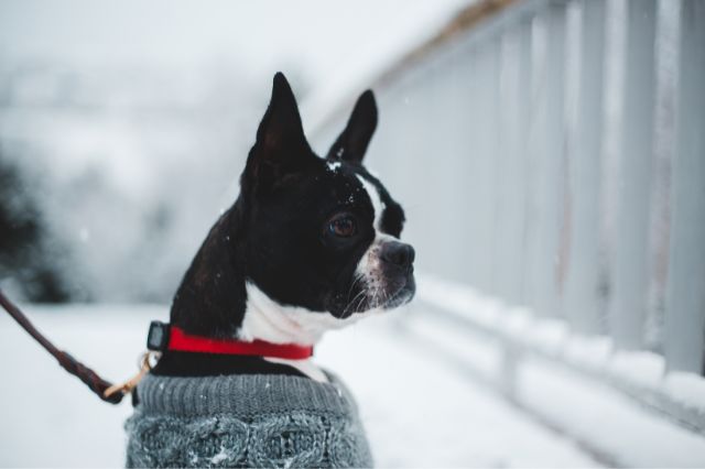 Boston Terrier on snow