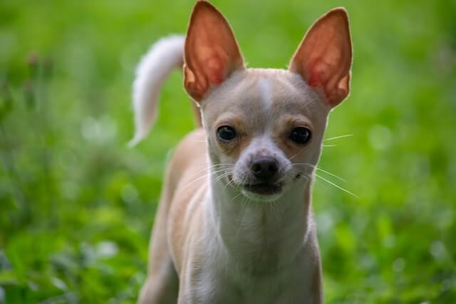 Chihuahua in a close up photo