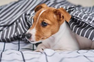 Jack Russell Terrier in the bed