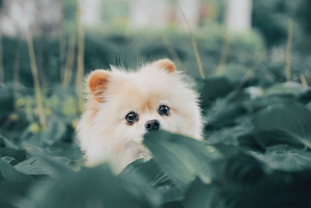 Pomeranian behind green leaves