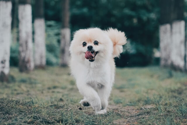 Pomeranian running outdoors
