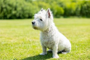 West Highland White Terrier at backyard