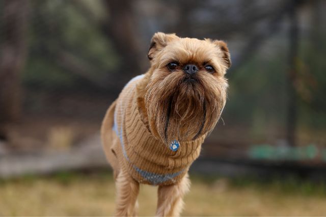 brown Brussels Griffon in a close up photo