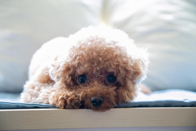 brown Miniature Poodle in a close up photo