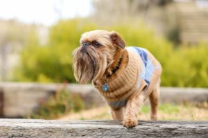 close up photo of a Brussels Griffon