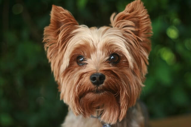 close up photo of a Yorkshire Terrier