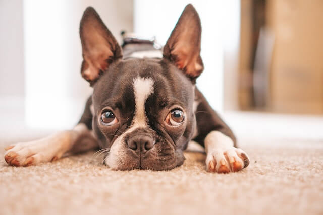 cute Boston Terrier with big ears