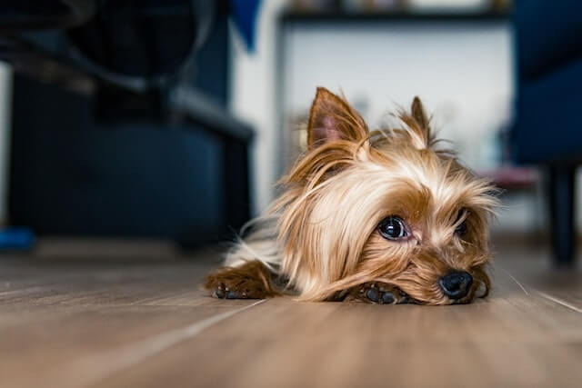 cute Yorkshire Terrier on brown floor